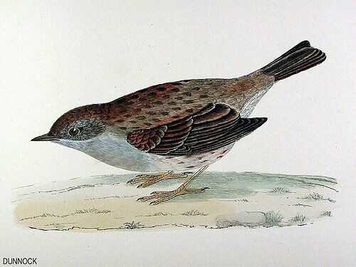 Dunnock