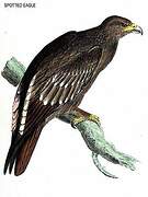 Greater Spotted Eagle