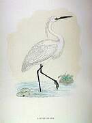 Aigrette garzette