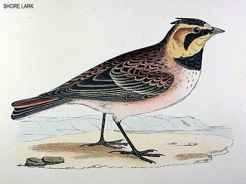 Horned Lark