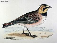 Horned Lark