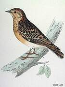 Woodlark