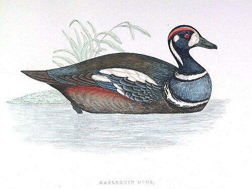 Harlequin Duck