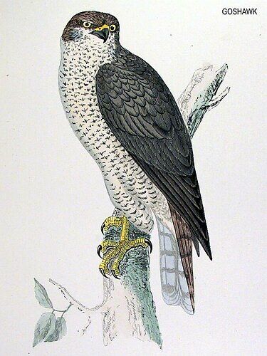 Northern Goshawk