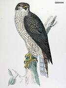 Eurasian Goshawk