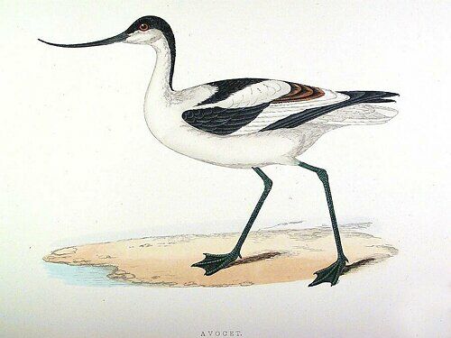 Pied Avocet