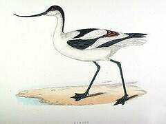 Avocette élégante