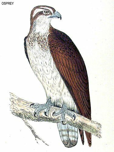 Western Osprey