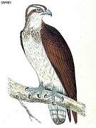 Osprey