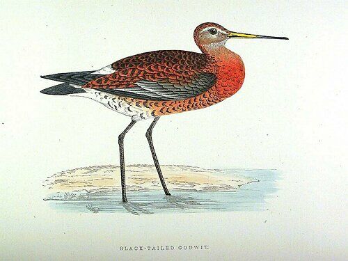 Black-tailed Godwit