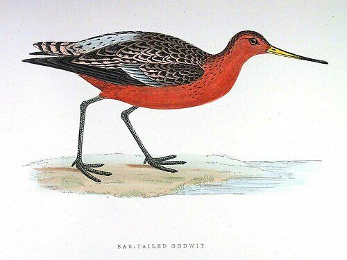 Bar-tailed Godwit