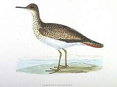 Upland Sandpiper