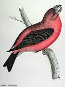 Bec-croisé perroquet