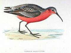 Curlew Sandpiper