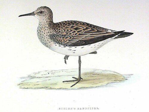 White-rumped Sandpiper