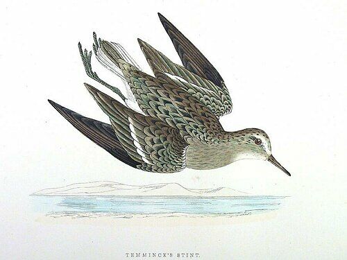 Temminck's Stint