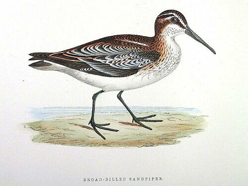 Broad-billed Sandpiper