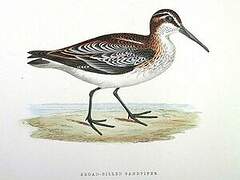 Broad-billed Sandpiper