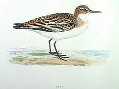 Least Sandpiper