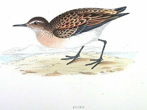 Little Stint