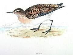 Little Stint