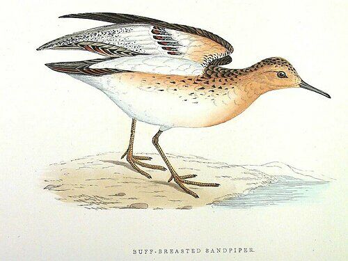 Buff-breasted Sandpiper