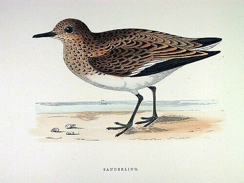 Sanderling