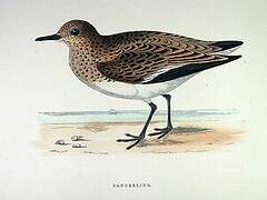 Bécasseau sanderling