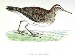 Pectoral Sandpiper