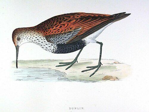 Dunlin