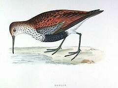 Dunlin