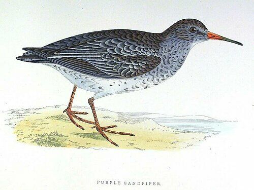 Purple Sandpiper