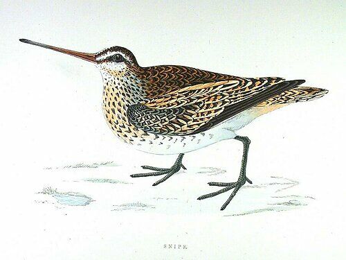 Common Snipe