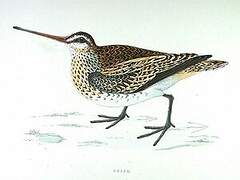 Common Snipe