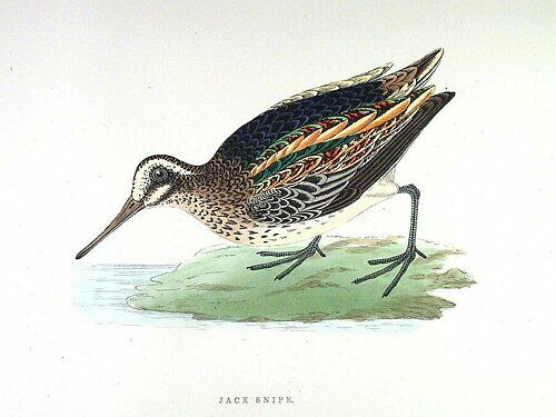 Jack Snipe