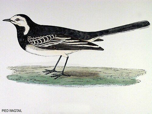 White Wagtail (yarrellii)