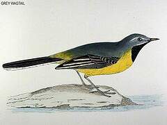 Grey Wagtail