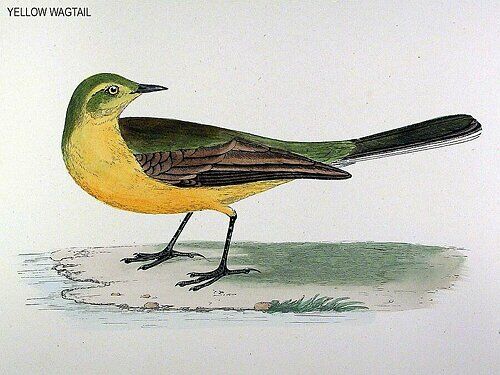 Western Yellow Wagtail