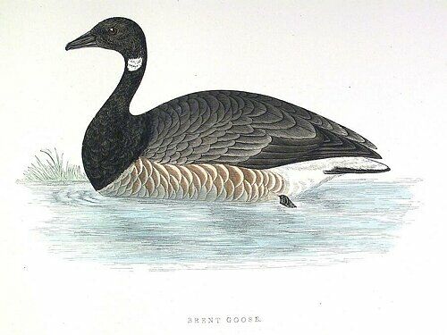 Brant Goose