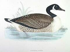 Canada Goose