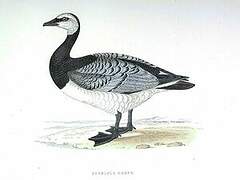 Barnacle Goose