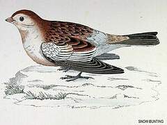 Snow Bunting