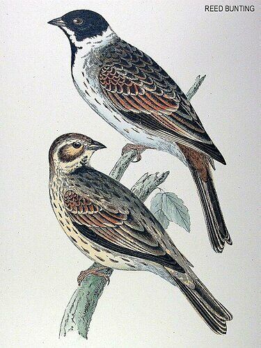 Common Reed Bunting