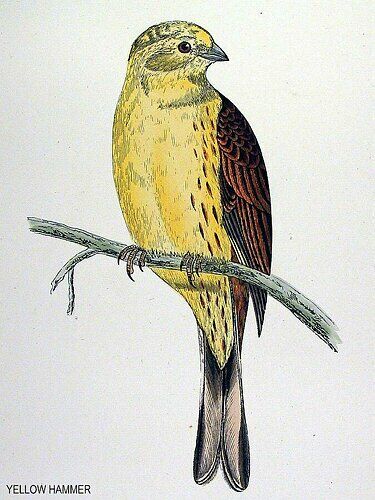 Yellowhammer