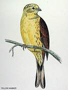 Yellowhammer