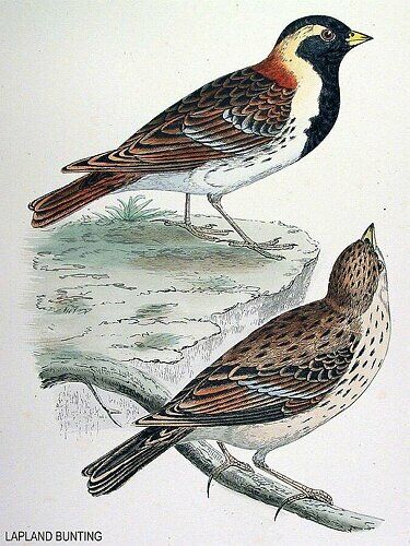 Lapland Longspur