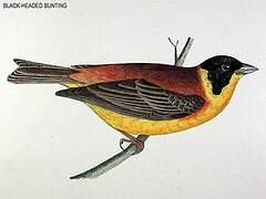 Black-headed Bunting