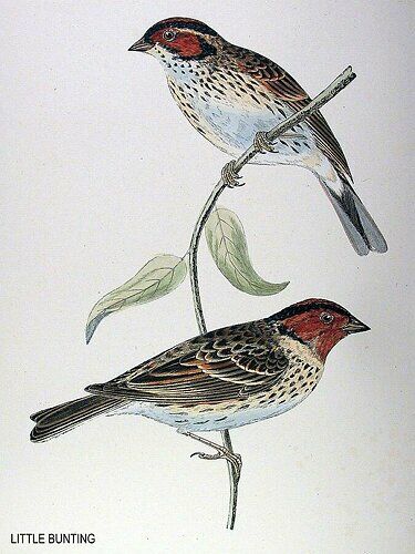 Little Bunting