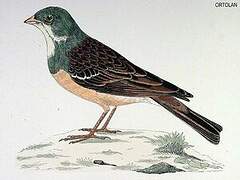 Ortolan Bunting