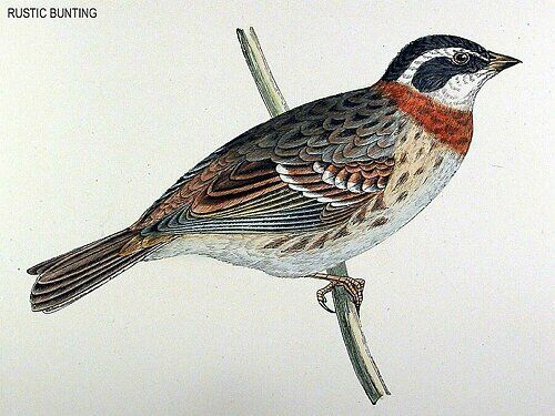 Rustic Bunting